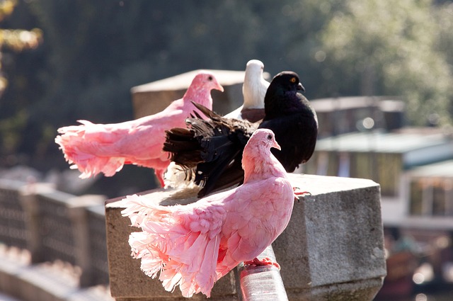 萨索洛vs佛罗伦萨：马蒂奇、皮纳蒙蒂首发，德赫亚、莫伊塞-基恩出战